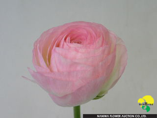 Ranunculus Biot.jpg